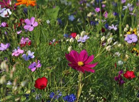 Normal_wildflowers-3571119_1920