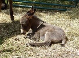 Normal_donkey-2376026_1920