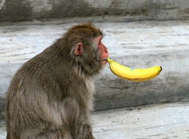 Normal_aap__banaan