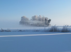 Normal_kou__winter__vorst