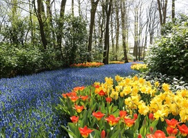 Keukenhof plant 30 procent meer bollen door wispelturig winterweer Keukenhof plant 30 procent meer bollen door wispelturig winterweer