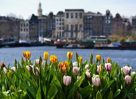 Gratis plukken: tulpen uit Amsterdam Gratis plukken: tulpen uit Amsterdam