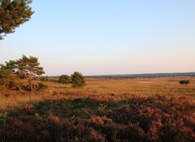 Normal_veluwe__heide__bloei__boom__paars__blauwe_lucht