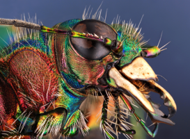 Insecten Artis [Groene zandloopkever (Cicindela campestris). Foto; Ronald van Weeren (via persbericht Artis)]