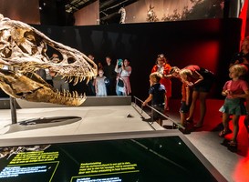 T-rex Trix in Naturalis. Beeld via Naturalis Biodiversity Center. Foto; Koen Mol T-rex Trix in Naturalis. Beeld via Naturalis Biodiversity Center. Foto; Koen Mol