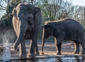Drachtige matriarch Thong Tai met haar jongste kalf Sanuk. Foto ARTIS, Zoë den Exter - beeld via persbericht Drachtige matriarch Thong Tai met haar jongste kalf Sanuk. Foto ARTIS, Zoë den Exter - beeld via persbericht