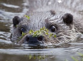 Otterparadijs - beeld via persbericht Natuurmonumenten. Foto; Luc Hoogenstein Otterparadijs - beeld via persbericht Natuurmonumenten. Foto; Luc Hoogenstein