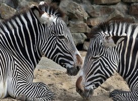 Normal_artis__zebra_s__-_beeld_via_persbericht