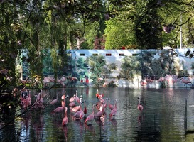 Normal_flamingo_s_artis