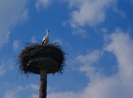 vogelwebcams vogelwebcams
