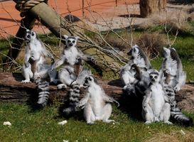 Ringstaartmaki's Diergaarde Blijdorp