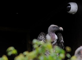 Normal_r_ppellsgieren_blijdorp__beeld_via_persbericht_