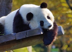 Panda Ouwehands zwanger Panda Ouwehands zwanger