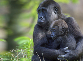 Normal_blijdorp_samensterk_gorilla_def
