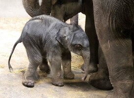 Het pasgeboren olifantje in Artis (foto Artis, Ronald van Weeren)