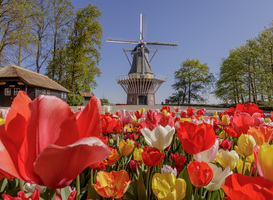 Keukenhof 2020 Keukenhof 2020
