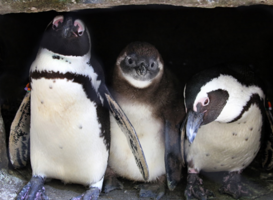 Artis weer open voor dagbezoekers Artis weer open voor dagbezoekers