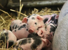 Bonte Bentheimerbiggen geboren in DierenPark Amersfoort Bonte Bentheimerbiggen geboren in DierenPark Amersfoort
