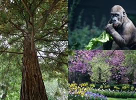 Artis is sinds 3 juni officieel een botanische tuin Artis is sinds 3 juni officieel een botanische tuin