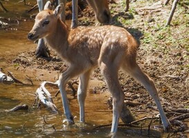 Pater-Davidshertje geboren in Safaripark Beekse Bergen (foto; Mariska Vermij - van Dijk - Safaripark Beekse Bergen) Pater-Davidshertje geboren in Safaripark Beekse Bergen (foto; Mariska Vermij - van Dijk - Safaripark Beekse Bergen)