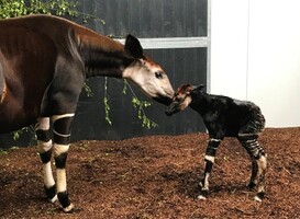 Okapi geboren (foto: Safaripark Beekse Bergen) Okapi geboren (foto: Safaripark Beekse Bergen)