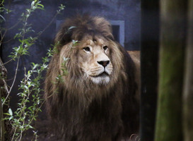 Mannetjesleeuw Ramzes (beeld via DierenPark Amersfoort) Mannetjesleeuw Ramzes (beeld via DierenPark Amersfoort)