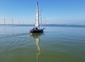 waterplanten IJmeer waterplanten IJmeer