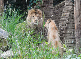 Leeuwen DierenPark Amersfoort Leeuwen DierenPark Amersfoort