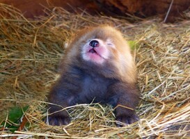 Normal_rode_panda_geboren_in_safaripark_beekse_bergen__foto__mariska_vermij_-_van_dijk___safaripark_beekse_bergen_
