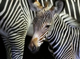 Grévy-zebra Artis Grévy-zebra Artis