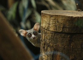Senegal galago DierenPark Amersfoort Senegal galago DierenPark Amersfoort