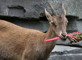 Alpensteenbok kauwt op het blad van een rode snijbiet. Foto; Ronald van Weeren (via persbericht Artis) Alpensteenbok kauwt op het blad van een rode snijbiet. Foto; Ronald van Weeren (via persbericht Artis)