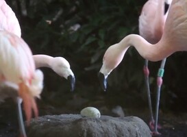 Flamingo's DierenPark Amersfoort Flamingo's DierenPark Amersfoort