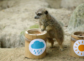 Stokstaartje Puk uit DierenPark Amersfoort voorspelt het weer Stokstaartje Puk uit DierenPark Amersfoort voorspelt het weer