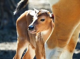 Sarafipark Beekse Bergen verwelkomt pasgeboren banteng Arthur Sarafipark Beekse Bergen verwelkomt pasgeboren banteng Arthur