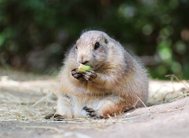 Prairiehondje knabbelt aan eikeltje in het verblijf (beeld via persbericht DierenPark Amersfoort) Prairiehondje knabbelt aan eikeltje in het verblijf (beeld via persbericht DierenPark Amersfoort)