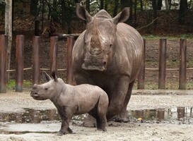 Neushoornjong Ravy zet eerste stapjes buiten in Safaripark Beekse Bergen (foto: Beekse Bergen/Mariska van Dijk) Neushoornjong Ravy zet eerste stapjes buiten in Safaripark Beekse Bergen (foto: Beekse Bergen/Mariska van Dijk)