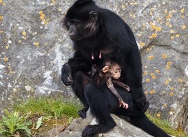 Uniek: kuifmangabey ter wereld gekomen in Safaripark Beekse Bergen Uniek: kuifmangabey ter wereld gekomen in Safaripark Beekse Bergen