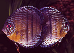 Normal_2564