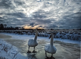 Normal_1._menno_brandsen__nh___winnaar_fotowedstrijd__de_toekomst_van_ons_landschap_
