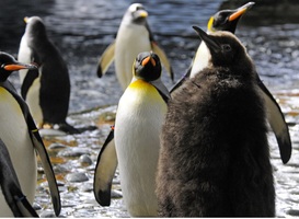 Normal_koningspinguin_in_diergaarde_blijdorp