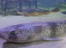 Normal_kathaaien-in-nortica-aquarium-wildlands