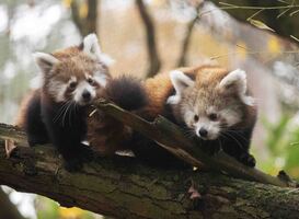 Normal_de_twee_onlangs_geboren_rode_panda_s_in_dierenpark_amersfoort_hebben_een_naam_gekregen