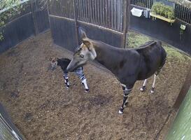 Normal_okapi_still__22-11-2021_11.07.02.579