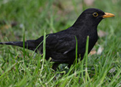 Normal_2750