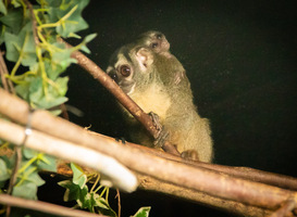 Normal_nachtaapje_geboren_in_dierenpark_amersfoort