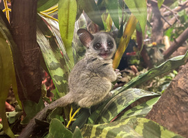Twee Senegal galago-apen geboren in DierenPark Amersfoort Twee Senegal galago-apen geboren in DierenPark Amersfoort