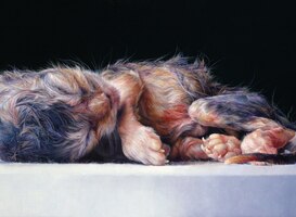 Onze relatie met dieren door de jaren heen, expositie in Westfries Museum Onze relatie met dieren door de jaren heen, expositie in Westfries Museum