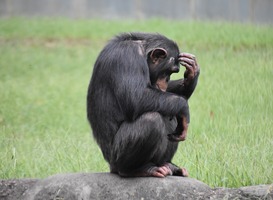 Tragische dood chimpansee inspireert dierenverzorger Tragische dood chimpansee inspireert dierenverzorger