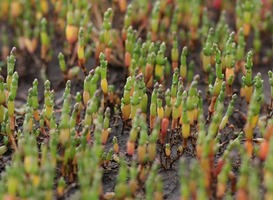 Zeeuwse traditie botst met duurzaam natuurbehoud Zeeuwse traditie botst met duurzaam natuurbehoud